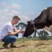 Halter cow collar